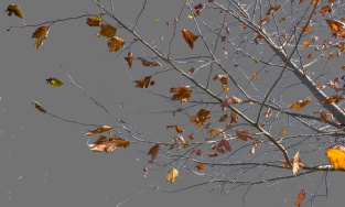 Funeral Seva,Bangalore